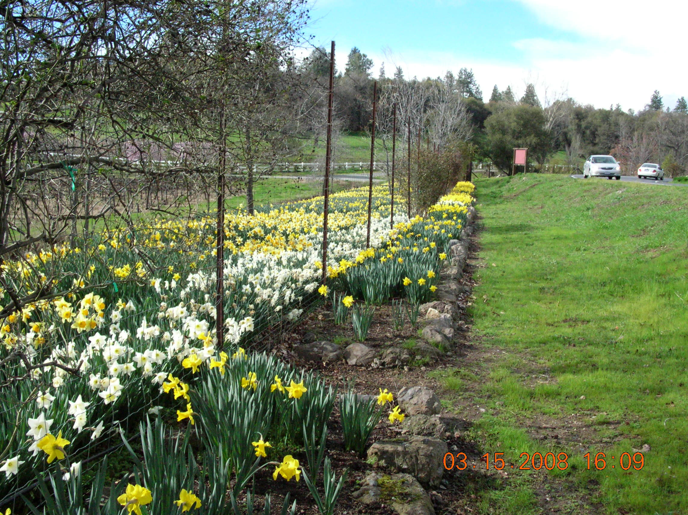 flowers at Ironstone 05 14 2007